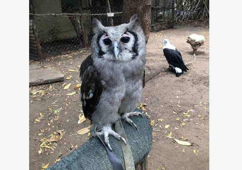 Malindi falconry visit